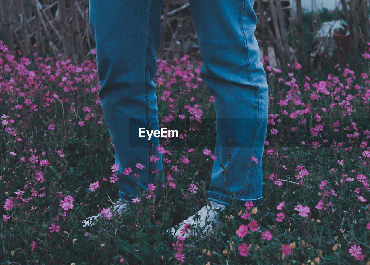 Low section of woman standing on pink flowering plants