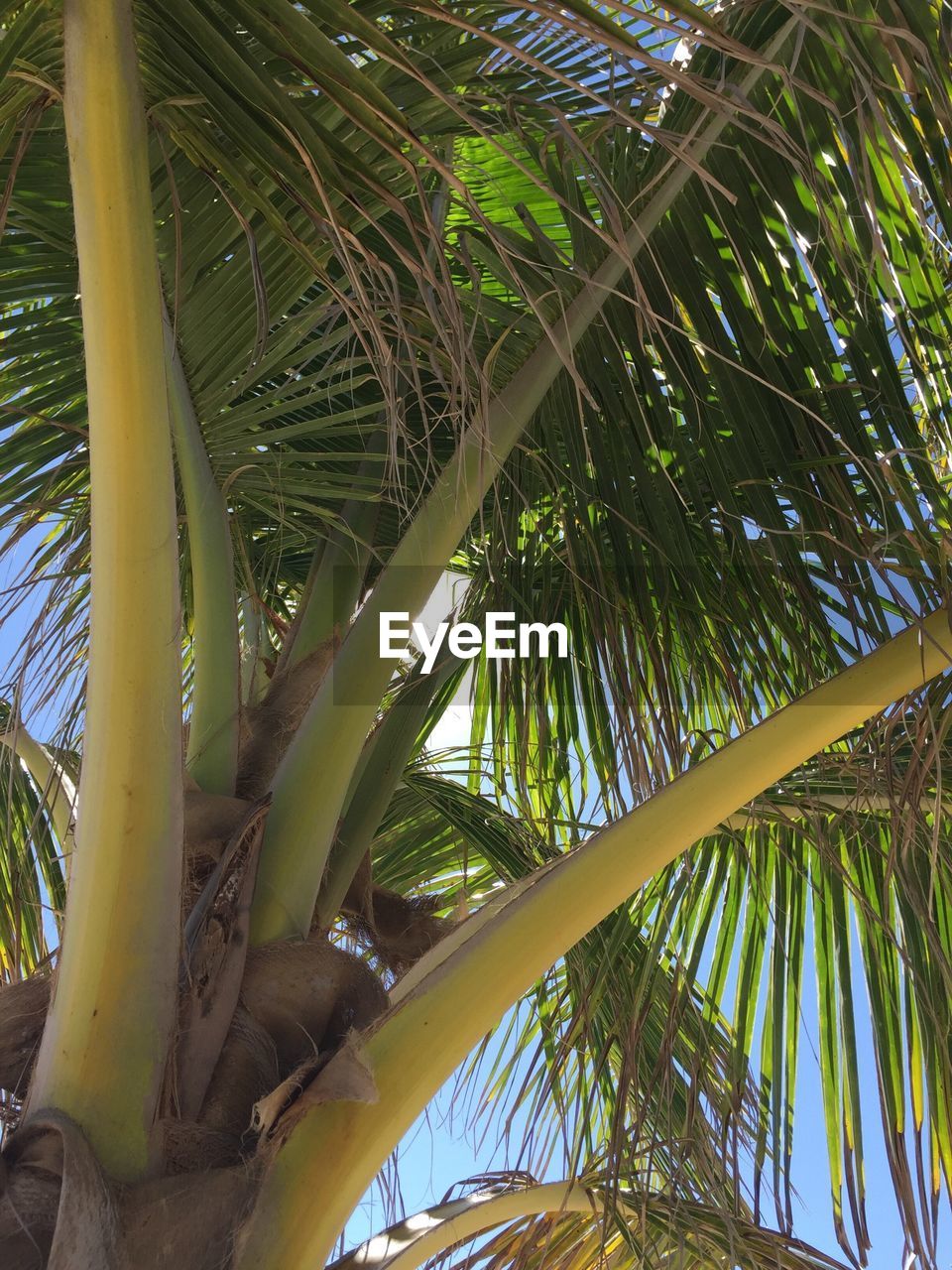 LOW ANGLE VIEW OF PALM TREES AGAINST SKY