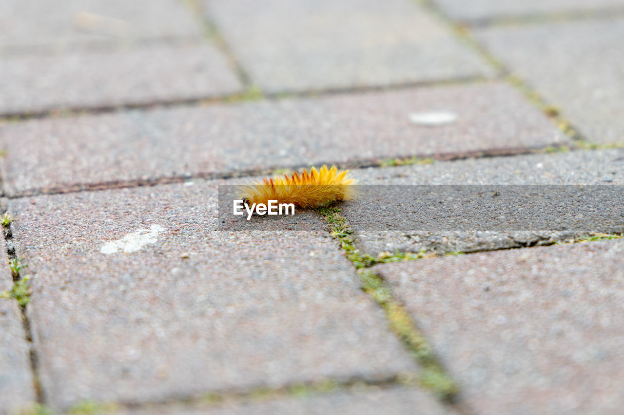 The orange caterpillar of the maple owl, acronicta aceris, on a footpath.