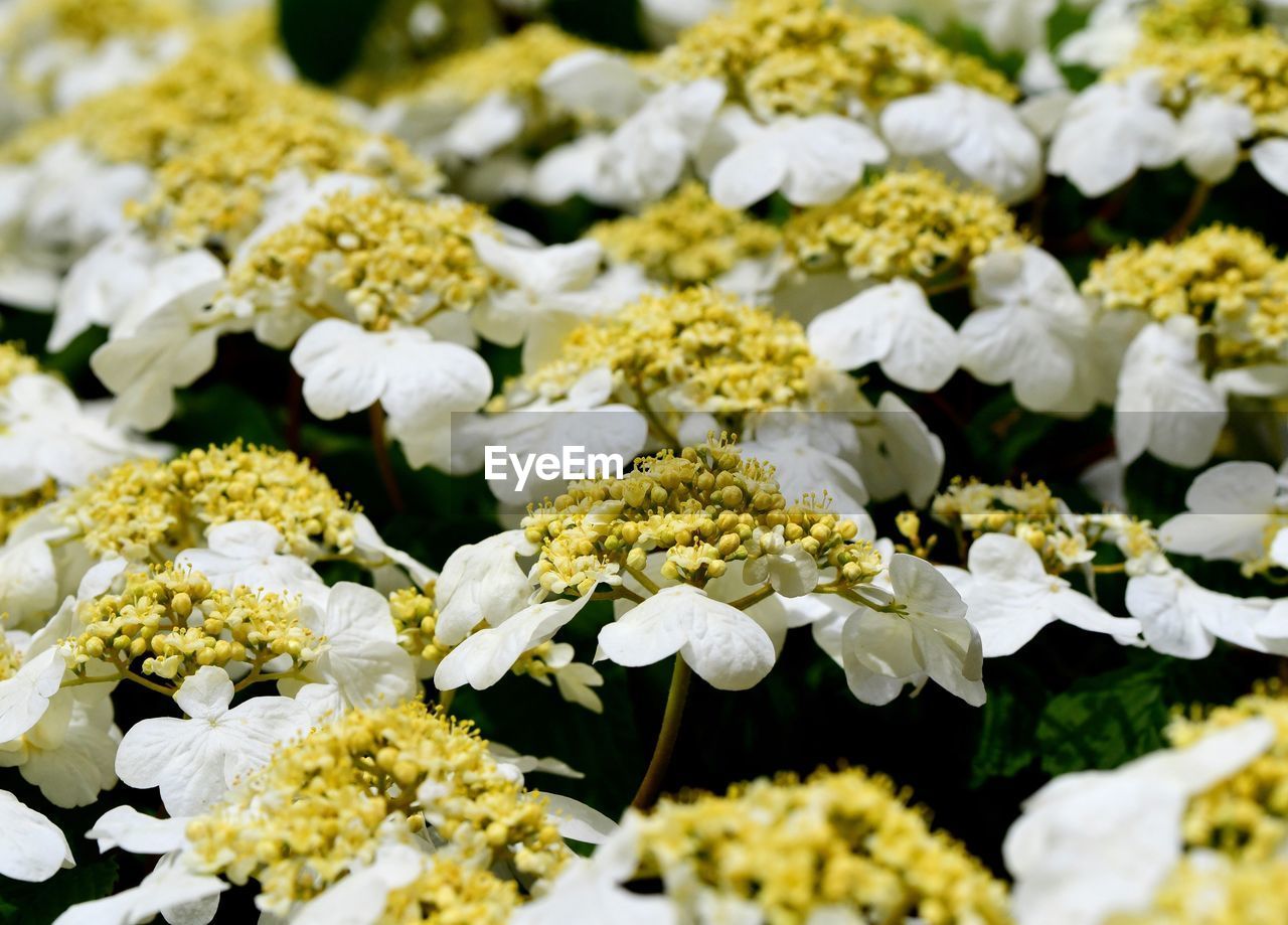 Close-up of white flowering plants