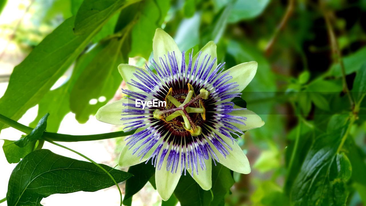 CLOSE-UP OF PURPLE FLOWER IN GARDEN