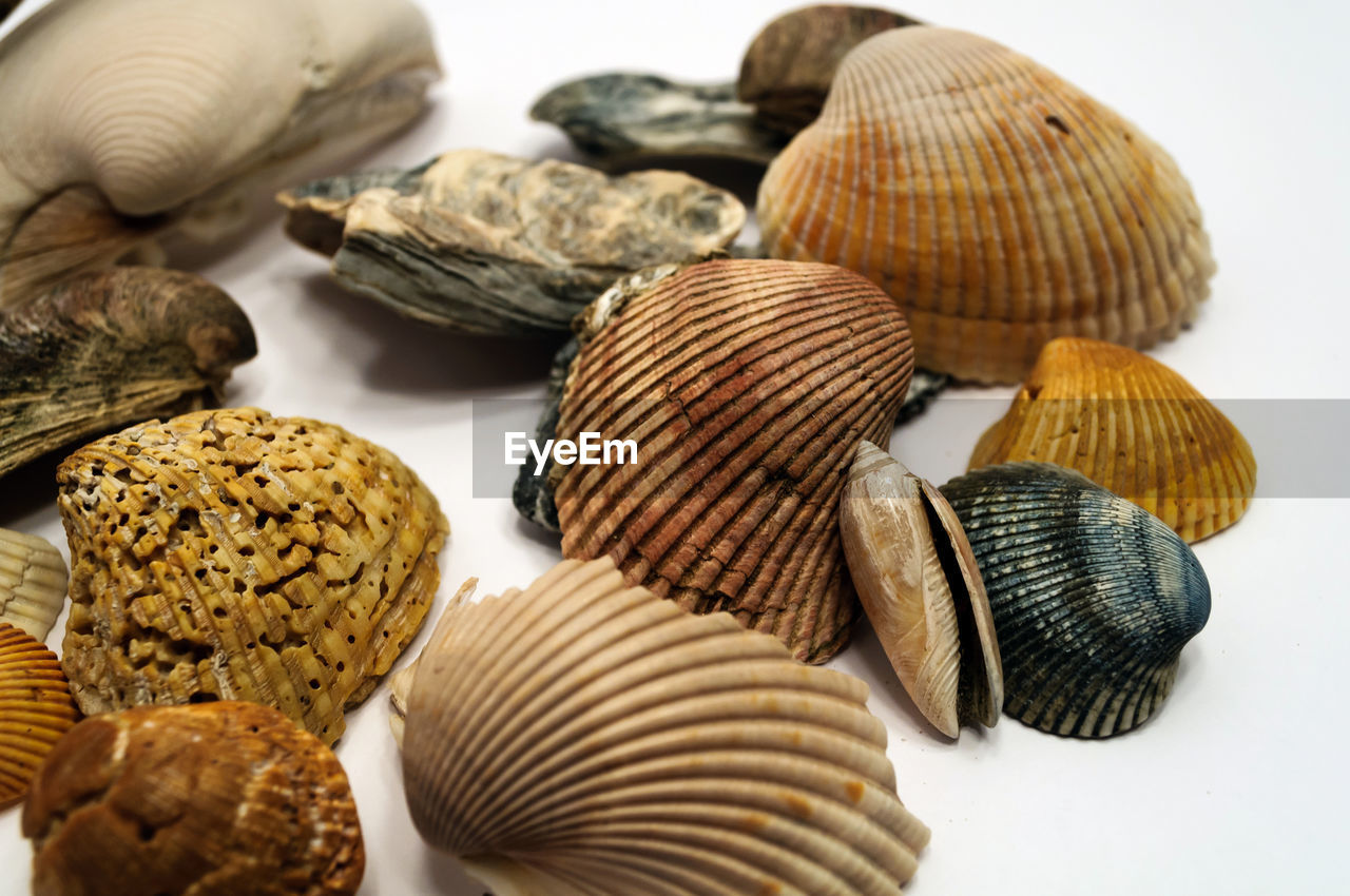 Close-up of shells on white background