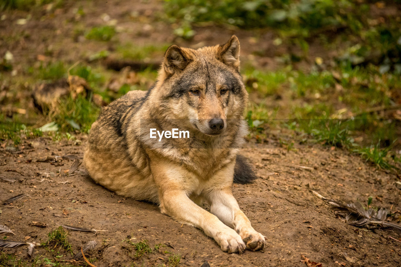 Eurasian wolf laying down