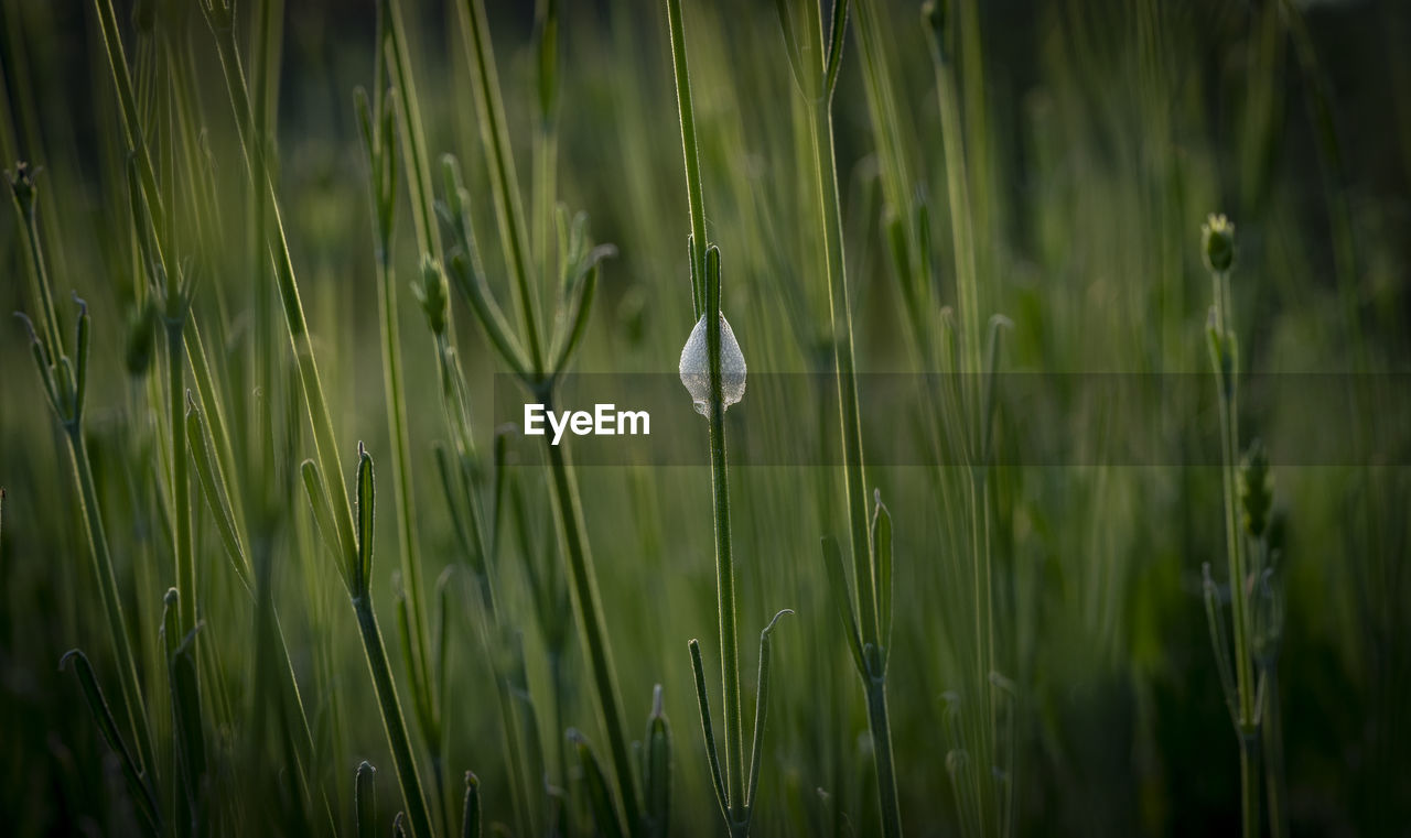 Close-up of wet grass on field