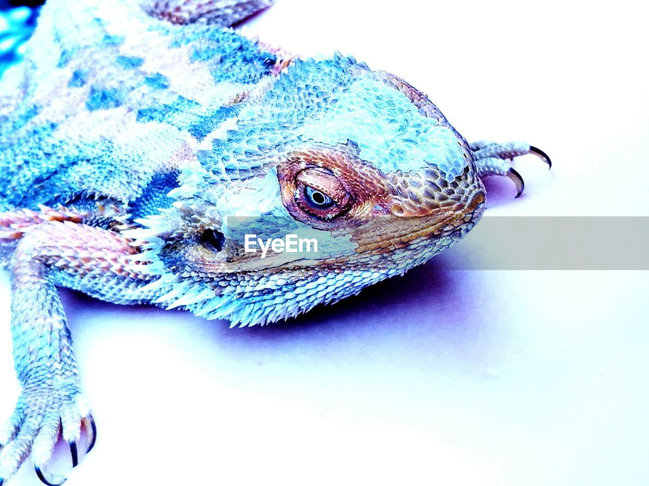 CLOSE-UP OF LIZARD ON WHITE SURFACE