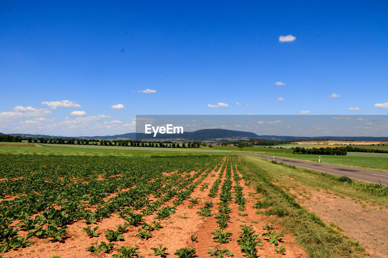 Scenic view of agricultural field against blue sky