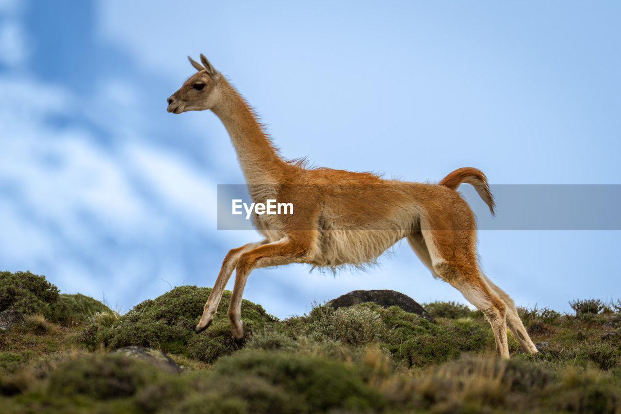 animal, animal themes, mammal, animal wildlife, one animal, wildlife, sky, no people, nature, side view, full length, standing, day, outdoors, domestic animals, plant, environment, blue