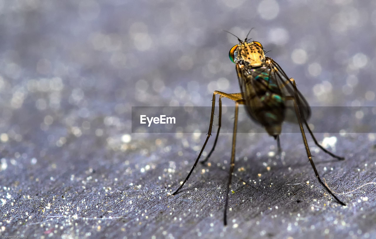 Close-up of mosquito