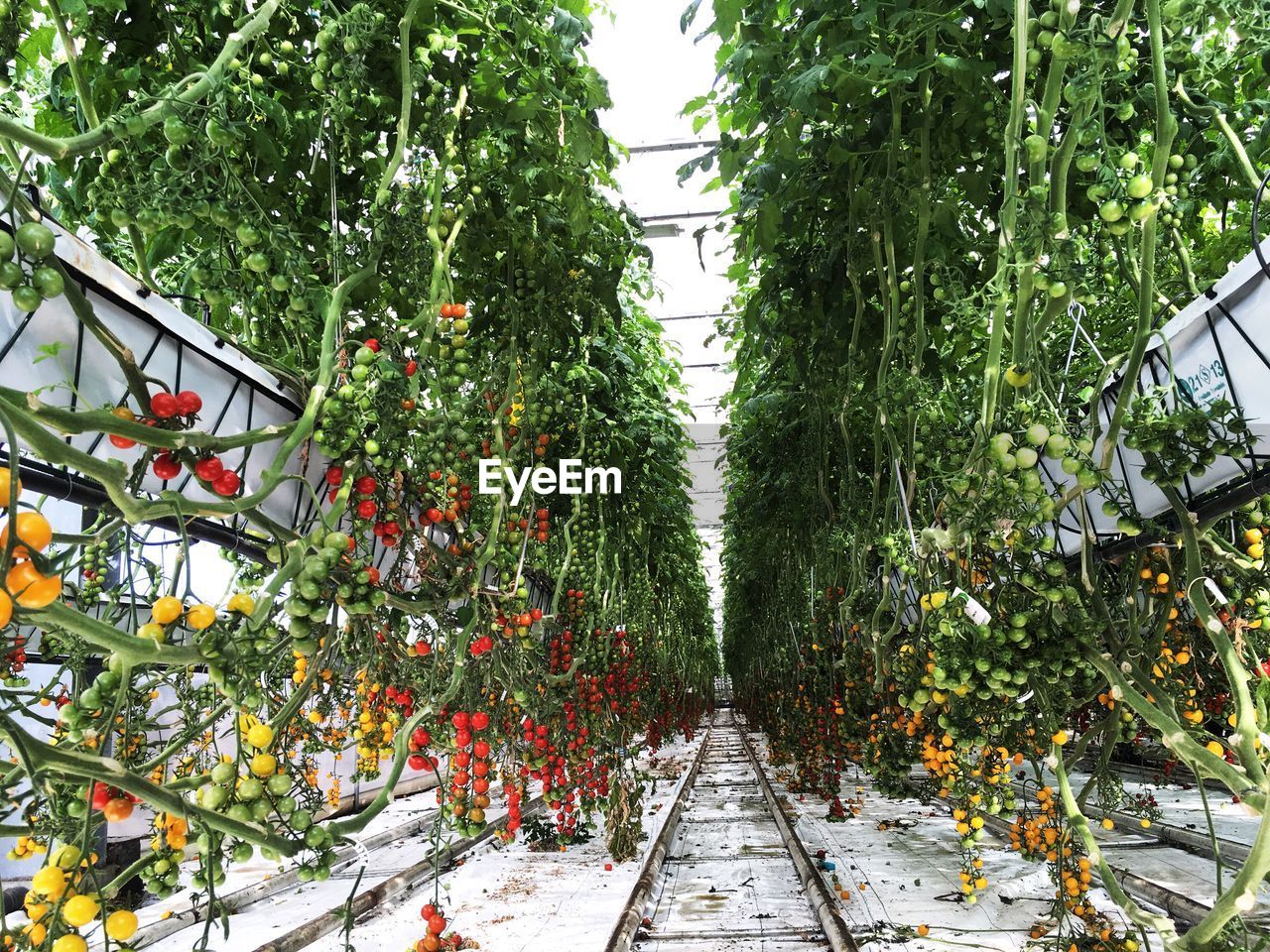 LOW ANGLE VIEW OF FRESH PLANTS AGAINST SKY