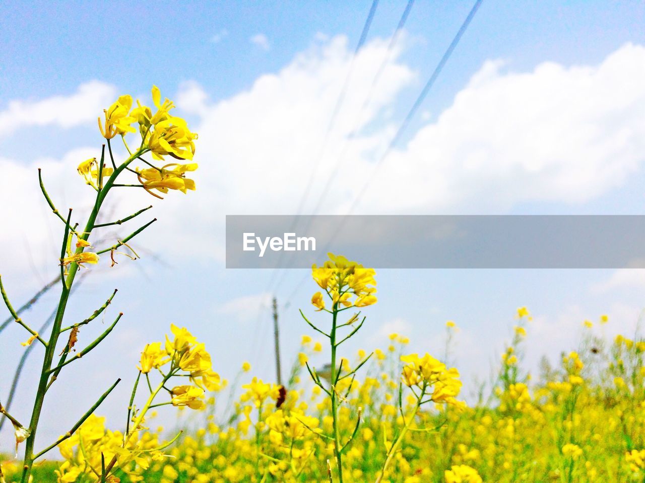 Yellow flowers blooming in field against sky
