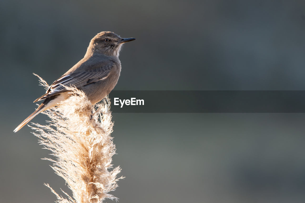 low angle view of bird perching on plant