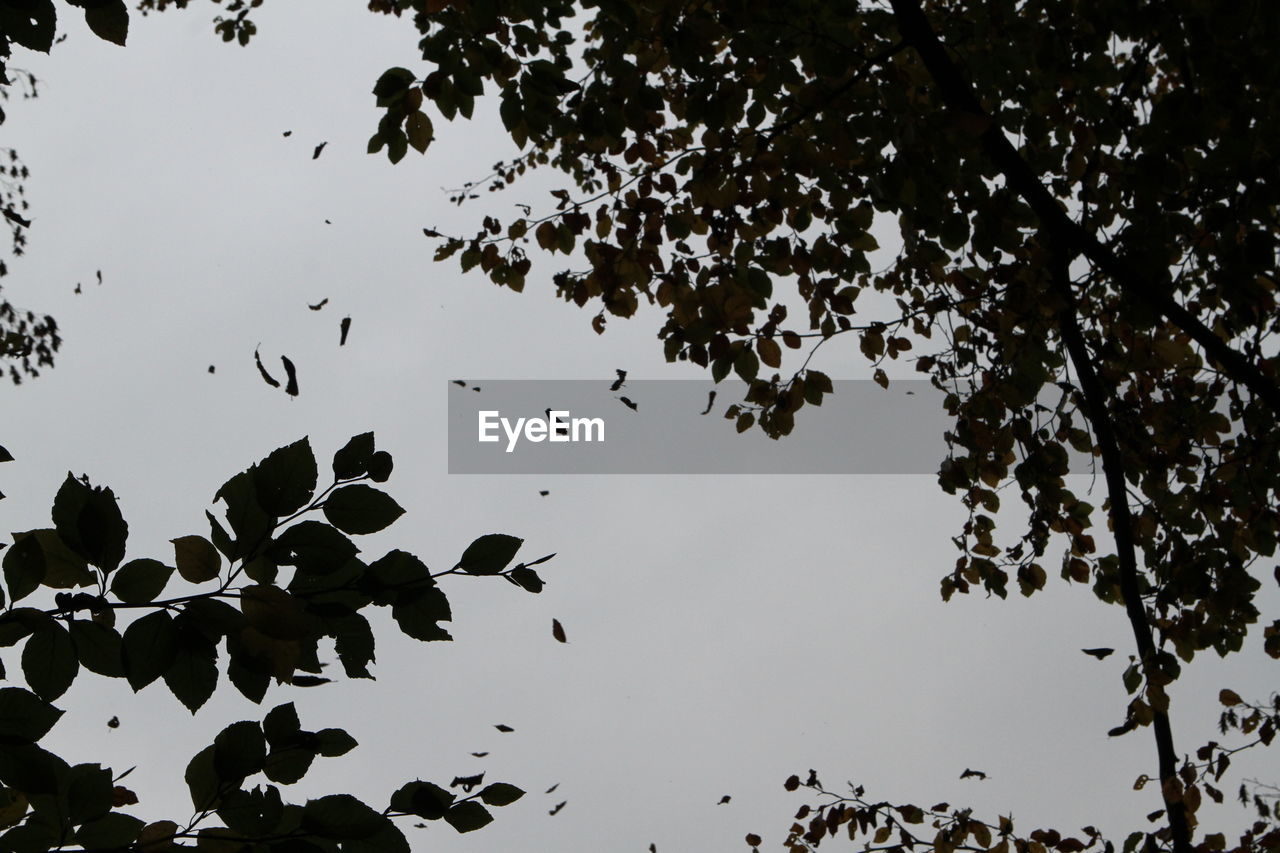 LOW ANGLE VIEW OF SILHOUETTE LEAVES AGAINST SKY