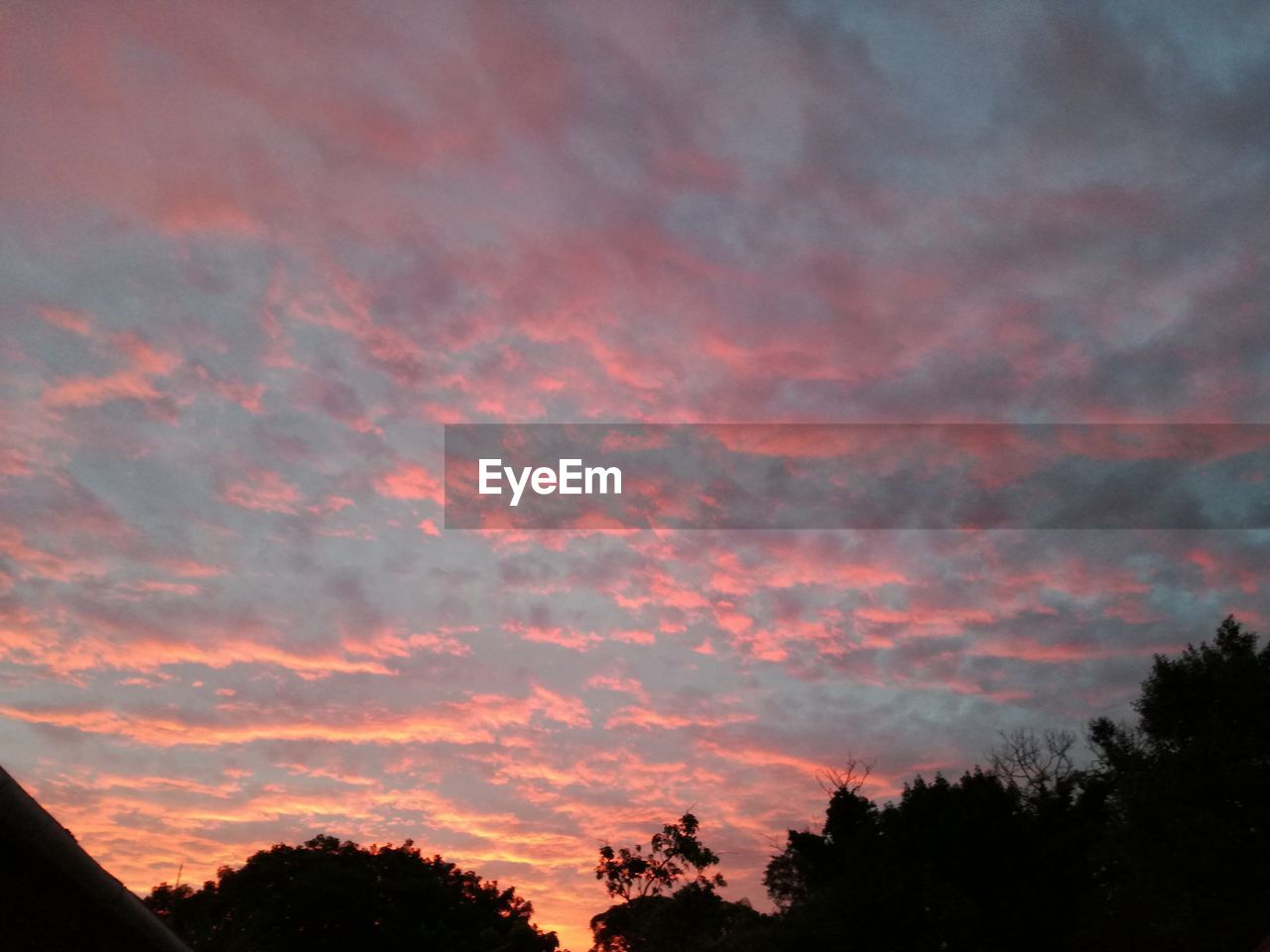 LOW ANGLE VIEW OF SILHOUETTE TREES AGAINST DRAMATIC SKY