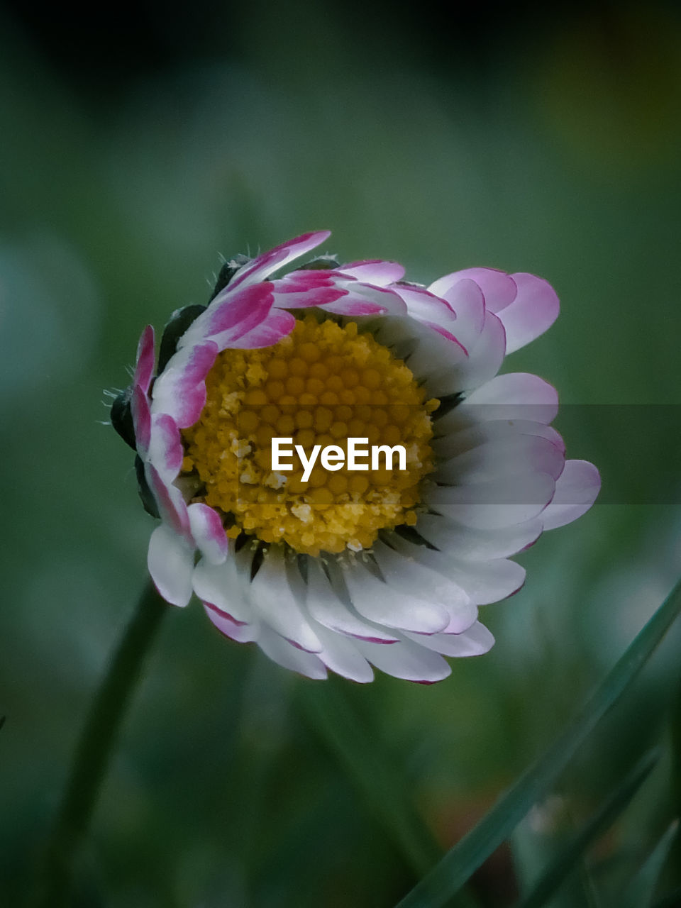 flower, flowering plant, plant, beauty in nature, freshness, close-up, fragility, flower head, petal, nature, macro photography, inflorescence, growth, focus on foreground, pollen, pink, no people, blossom, yellow, wildflower, outdoors, springtime, plant stem, daisy, summer, animal wildlife, purple
