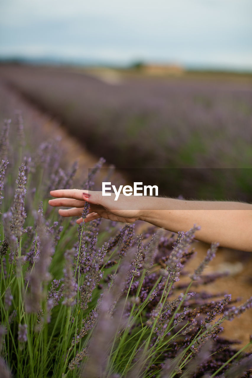 Close-up of hand on purple flowering plants on land