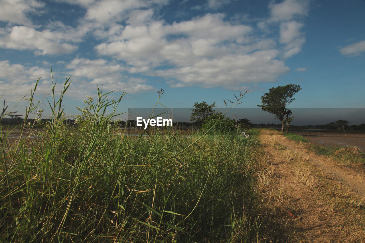 GRASS GROWING IN FIELD AGAINST SKY