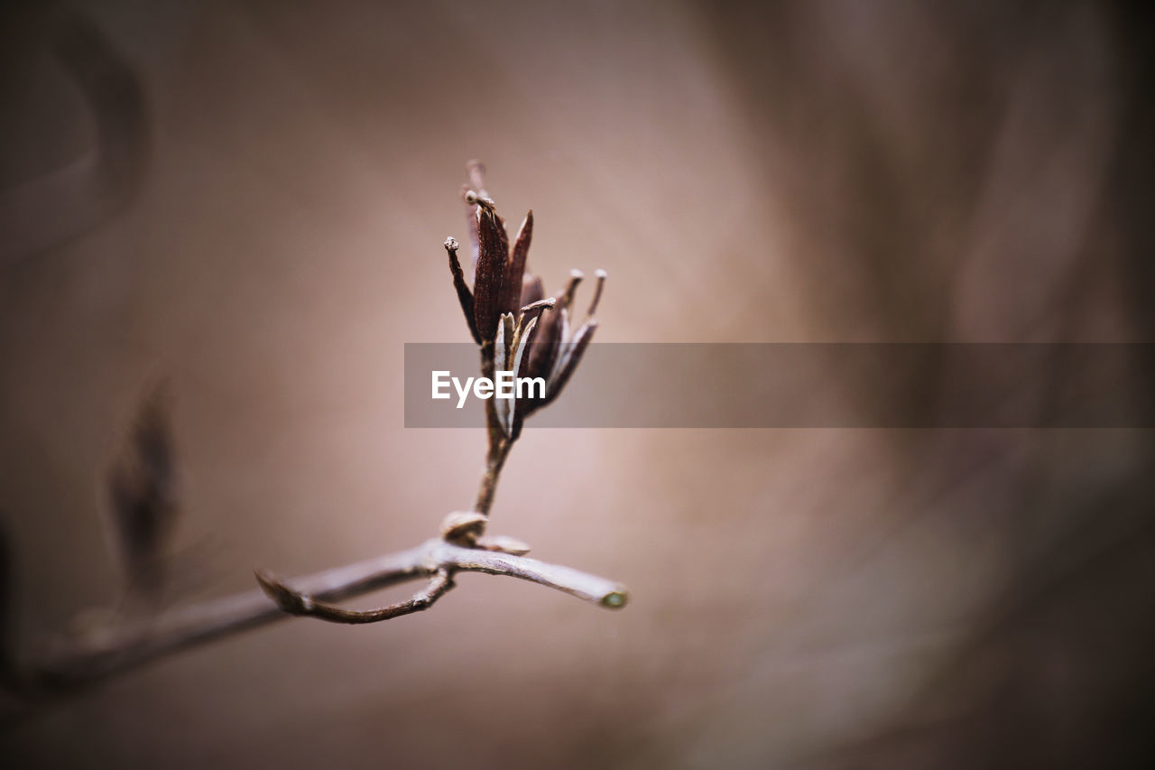 Beautiful Beautiful Nature Growth Life Nature Plant Plants Tree Beauty In Nature Blooming Blossom Close-up Dried Plant Flower Flowers Garden Hedge Outdoors Plants And Flowers Season  Selective Focus Wonderful Nature