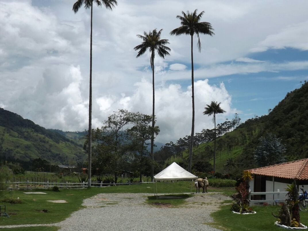 PALM TREES ON LANDSCAPE AGAINST CLOUDY SKY