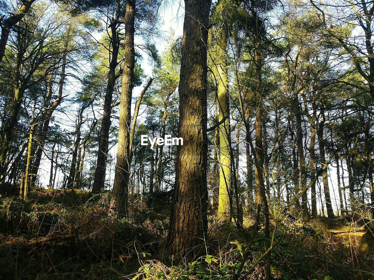 LOW ANGLE VIEW OF TREE IN FOREST