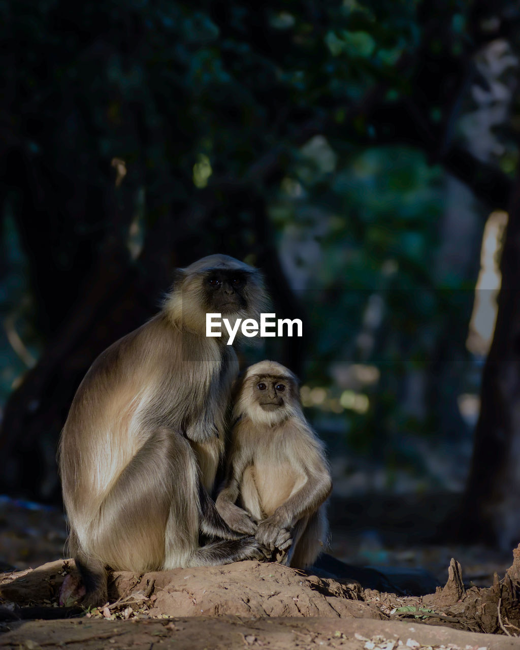 This beautiful image shows baby monkey and mother sitting on the rock field in the forest 