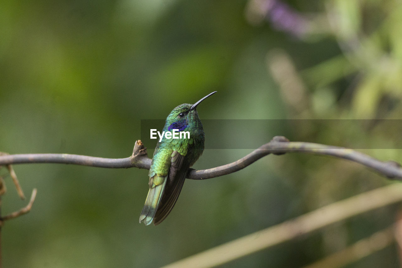 Close-up of bird perching on branch