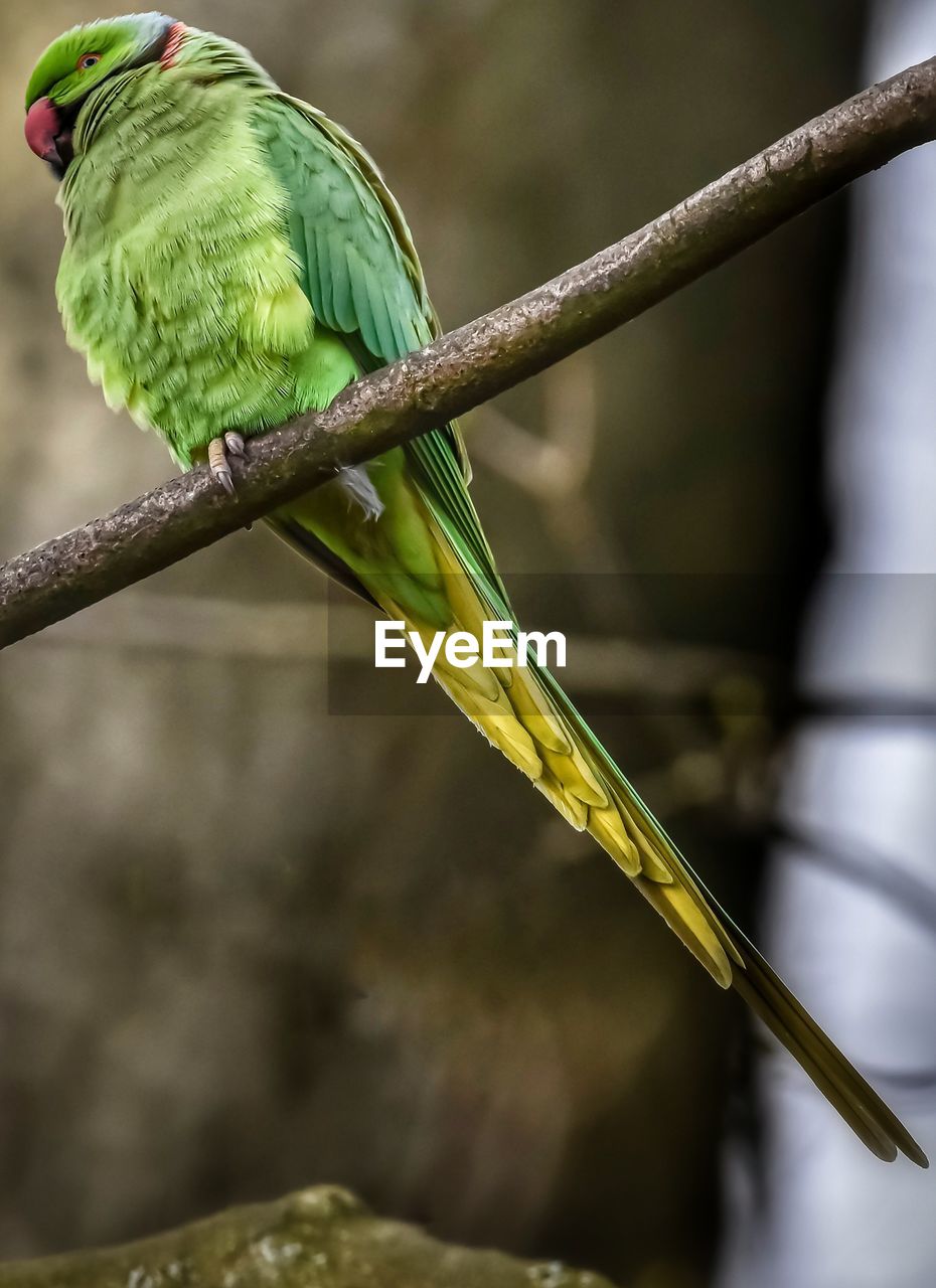 The rose-ringed parakeet