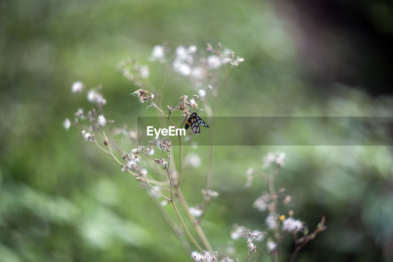 CLOSE-UP OF INSECT ON PLANTS