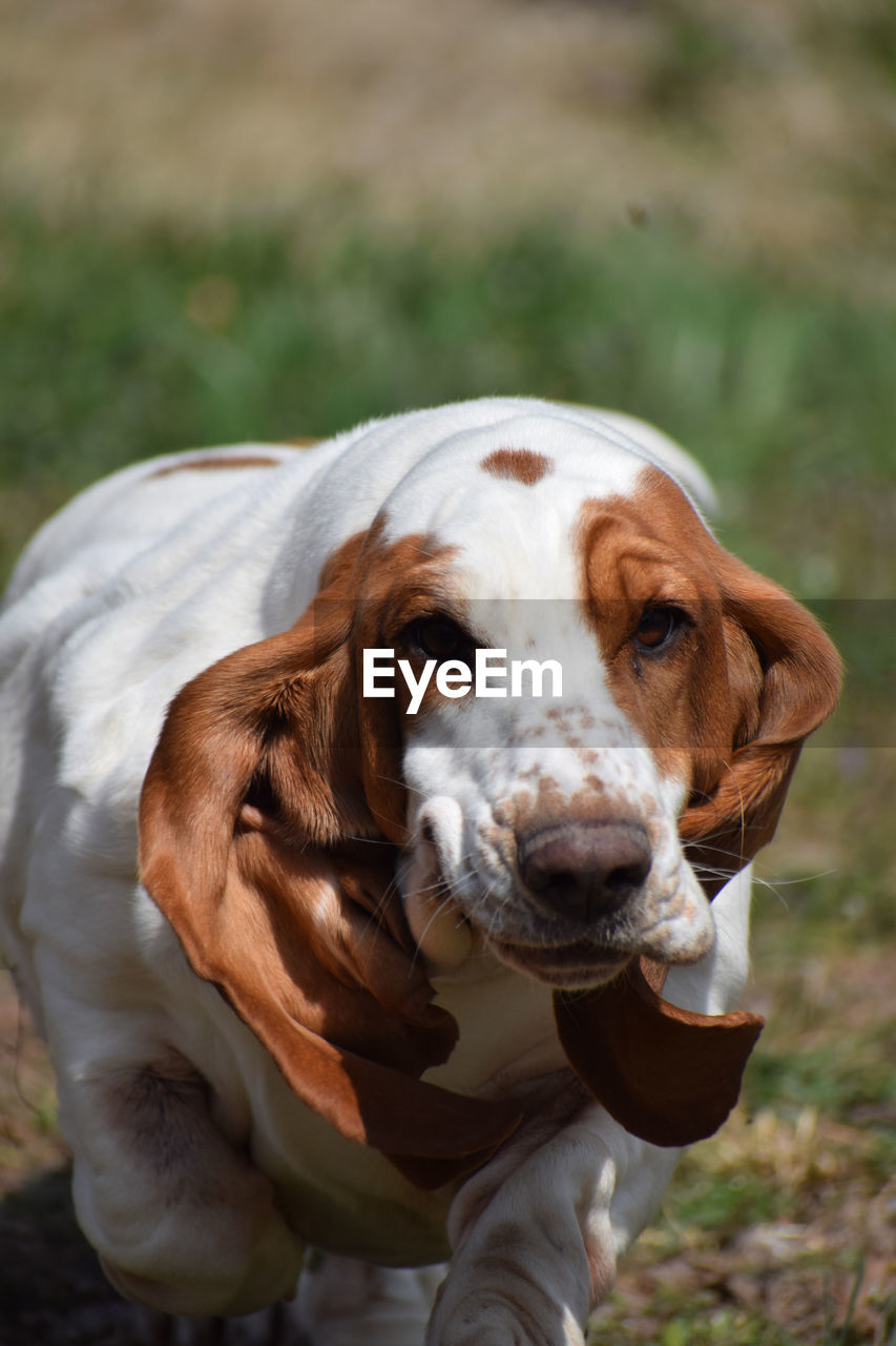 Portrait of dog on field