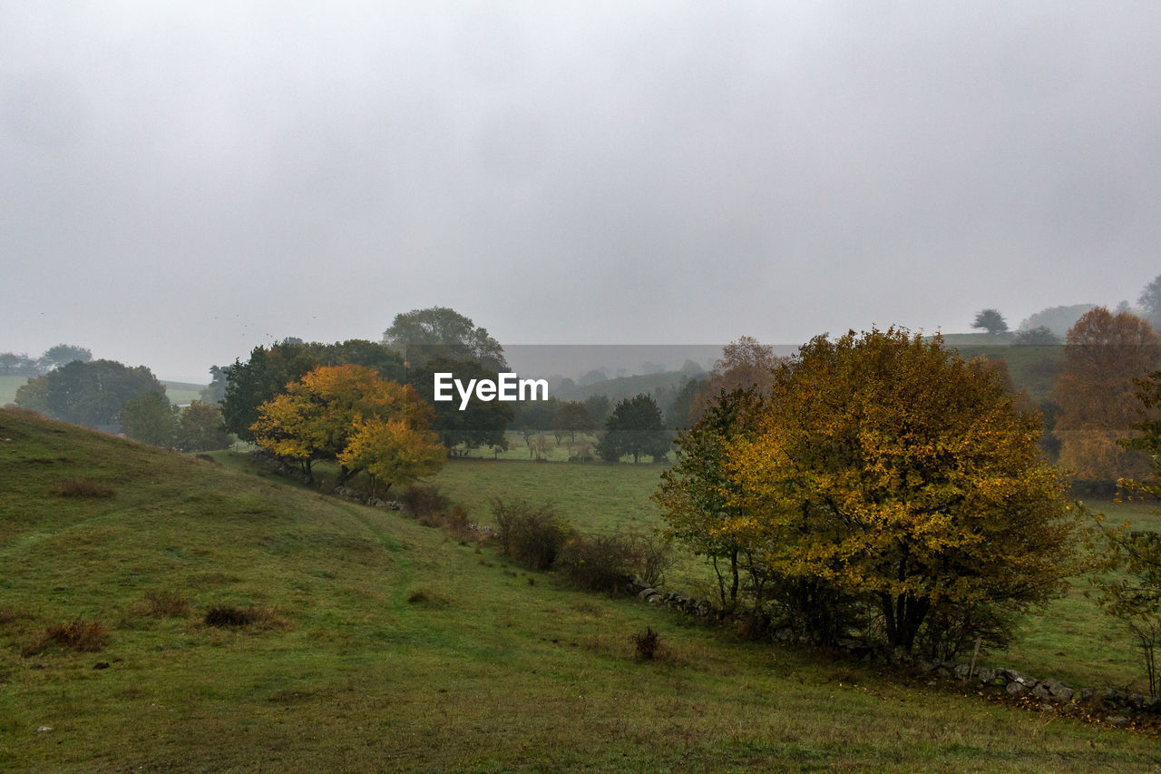 Trees growing on landscape against sky during autumn