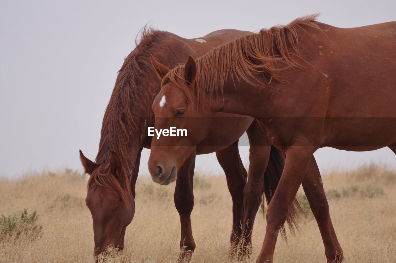 HORSE STANDING IN A FIELD