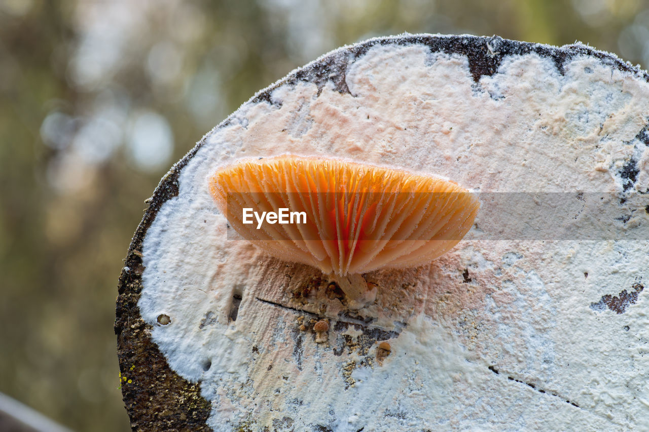 CLOSE-UP OF MUSHROOMS GROWING ON TREE TRUNK