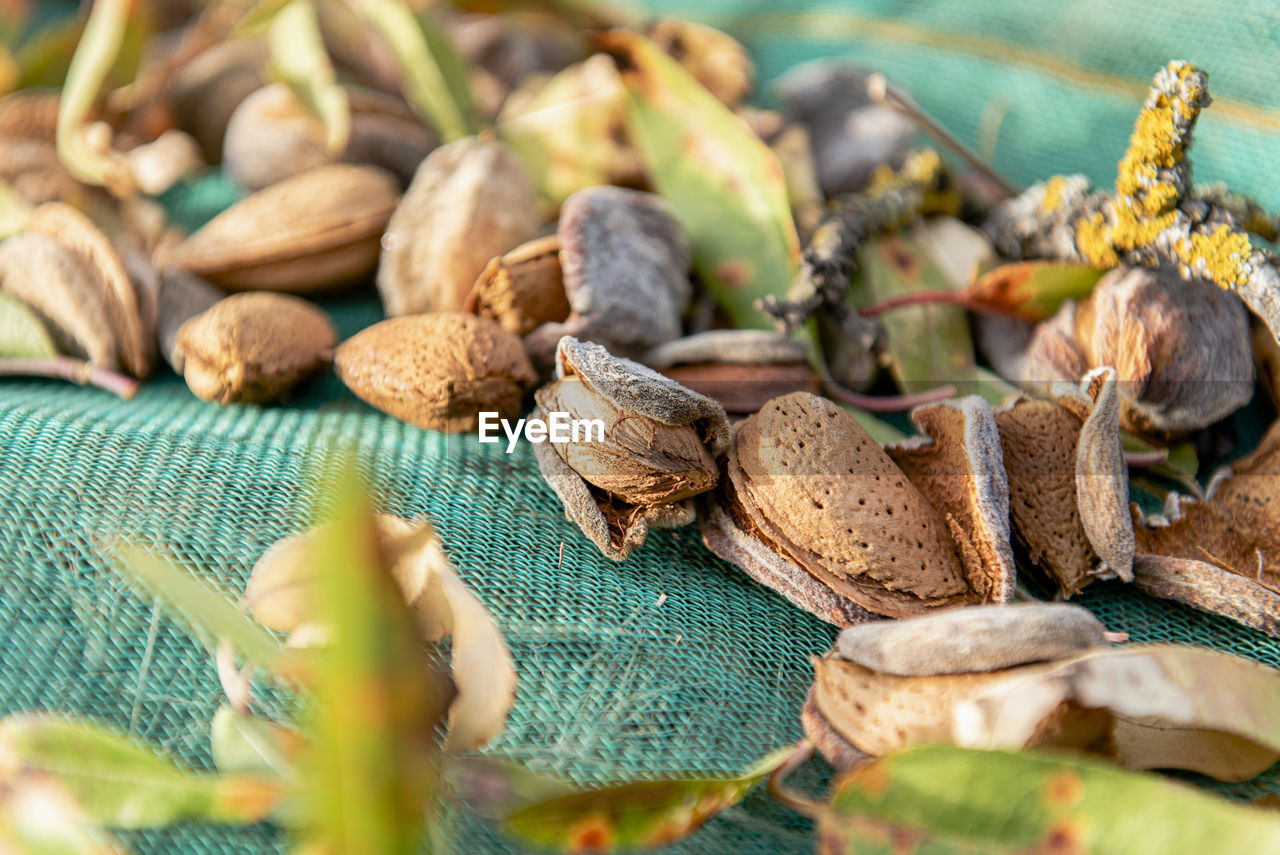 Almonds waiting to be collected from a net.