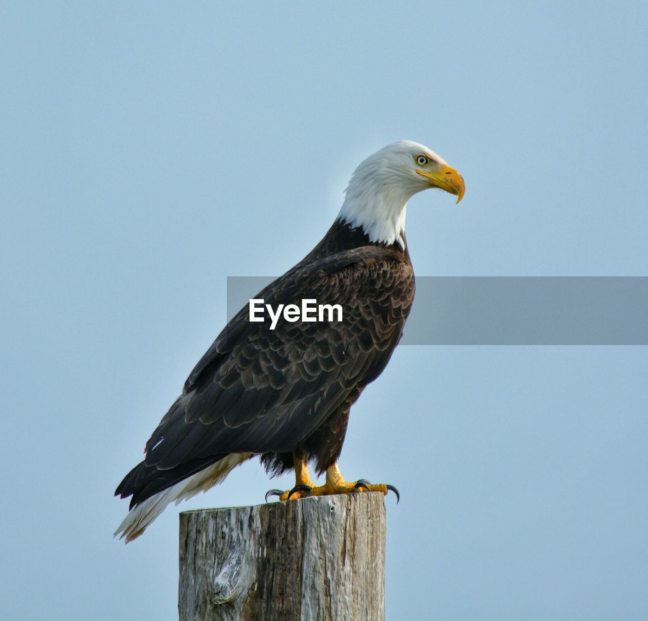 Side-view of bald eagle
