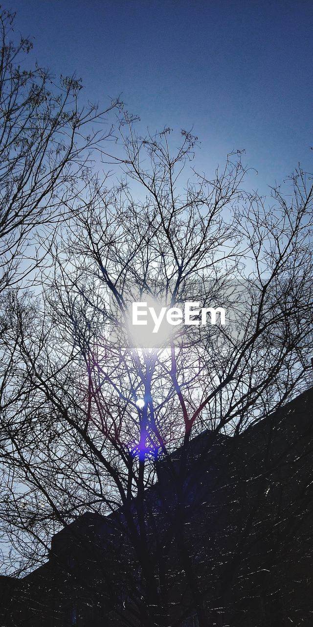 LOW ANGLE VIEW OF BARE TREES AGAINST SKY