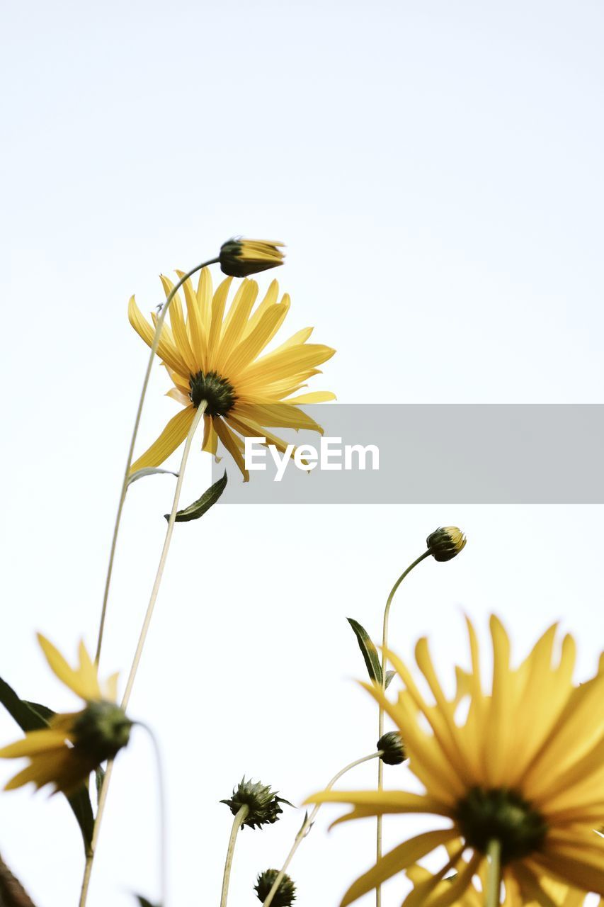 Low angle view of cosmos flower blooming against clear sky