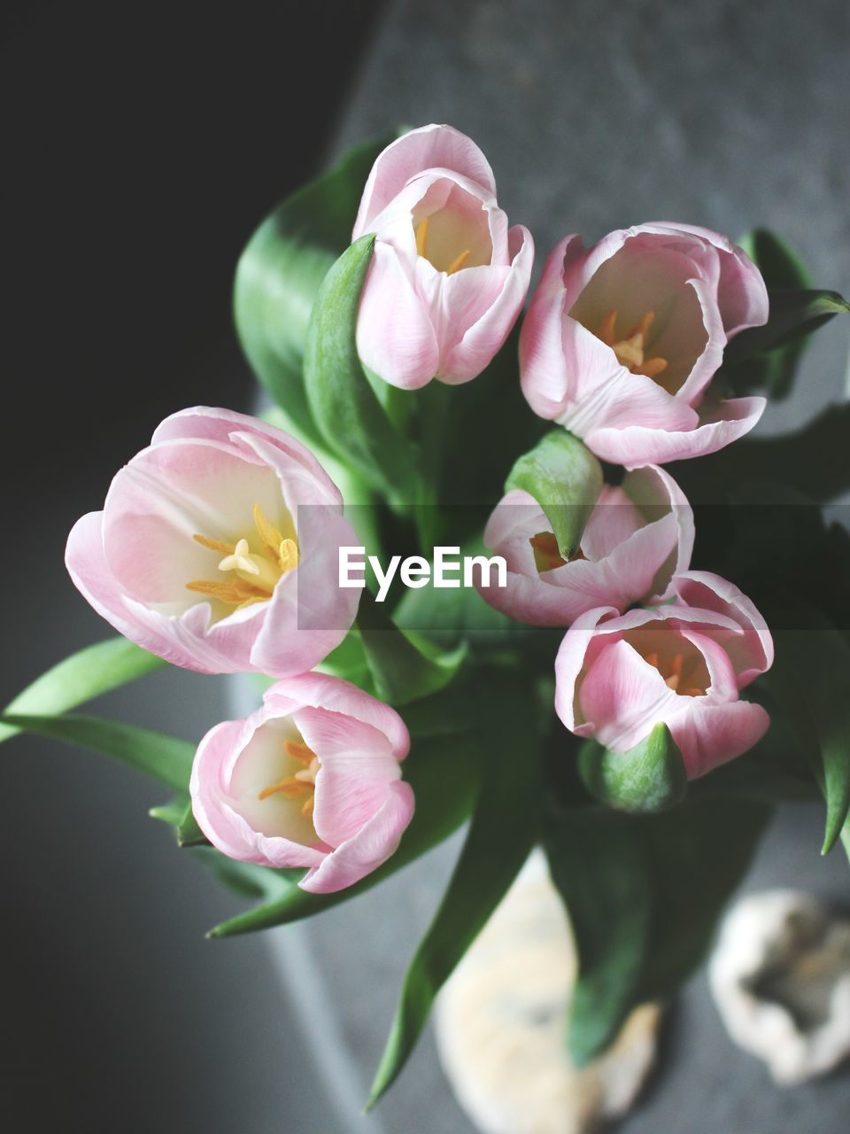 Close-up of pink flowers blooming in garden