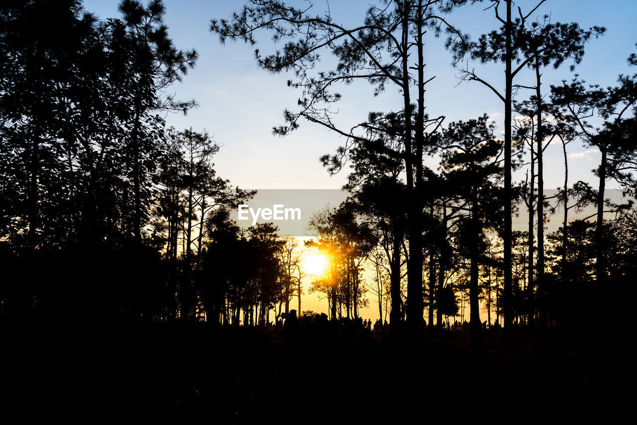Silhouette trees in forest against sky at sunset