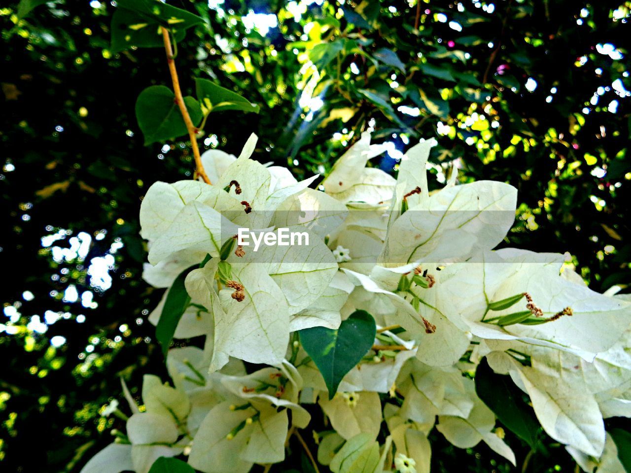 Close-up of flowers and leaves