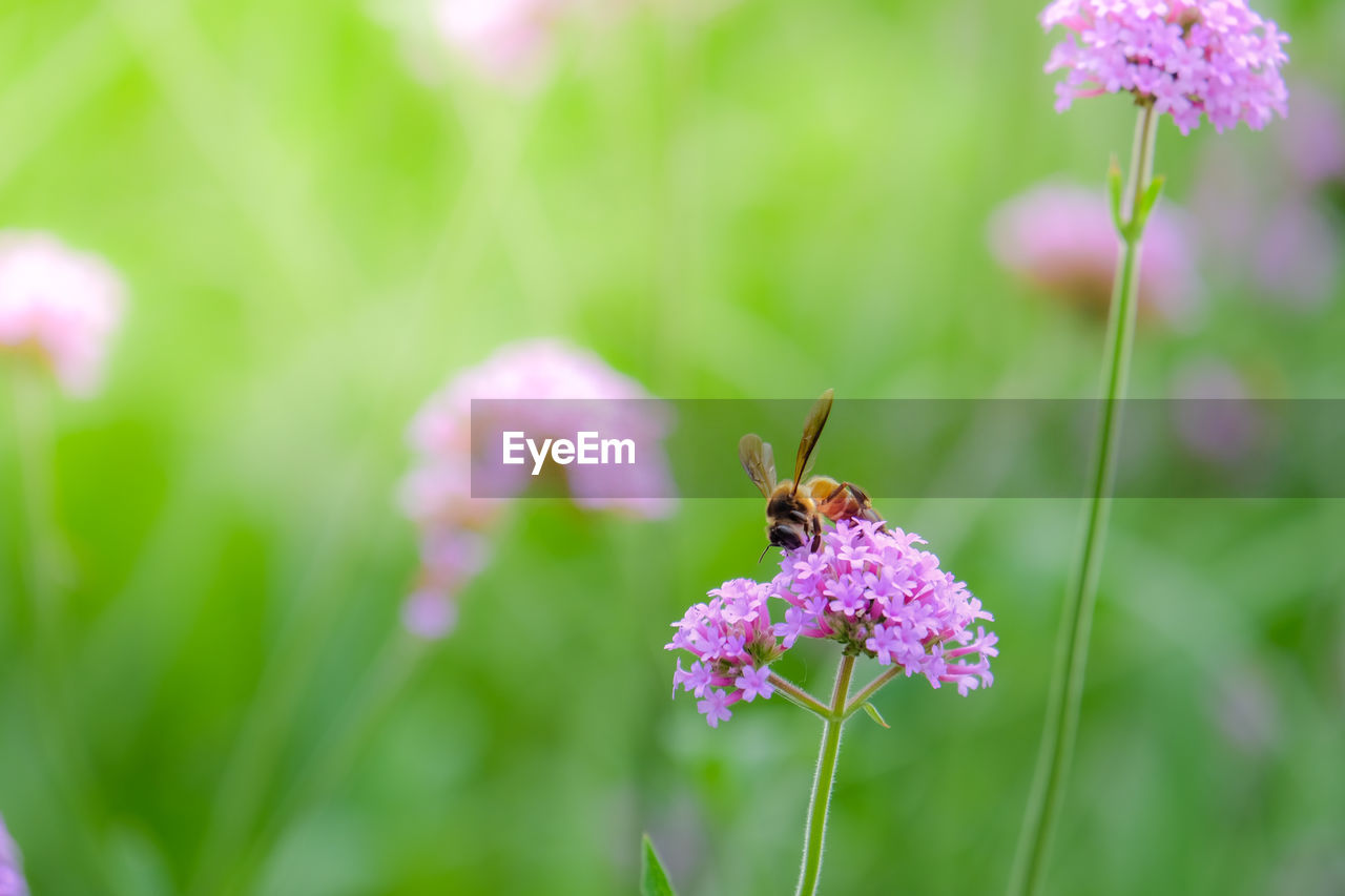 CLOSE-UP OF BUTTERFLY POLLINATING ON PURPLE FLOWER