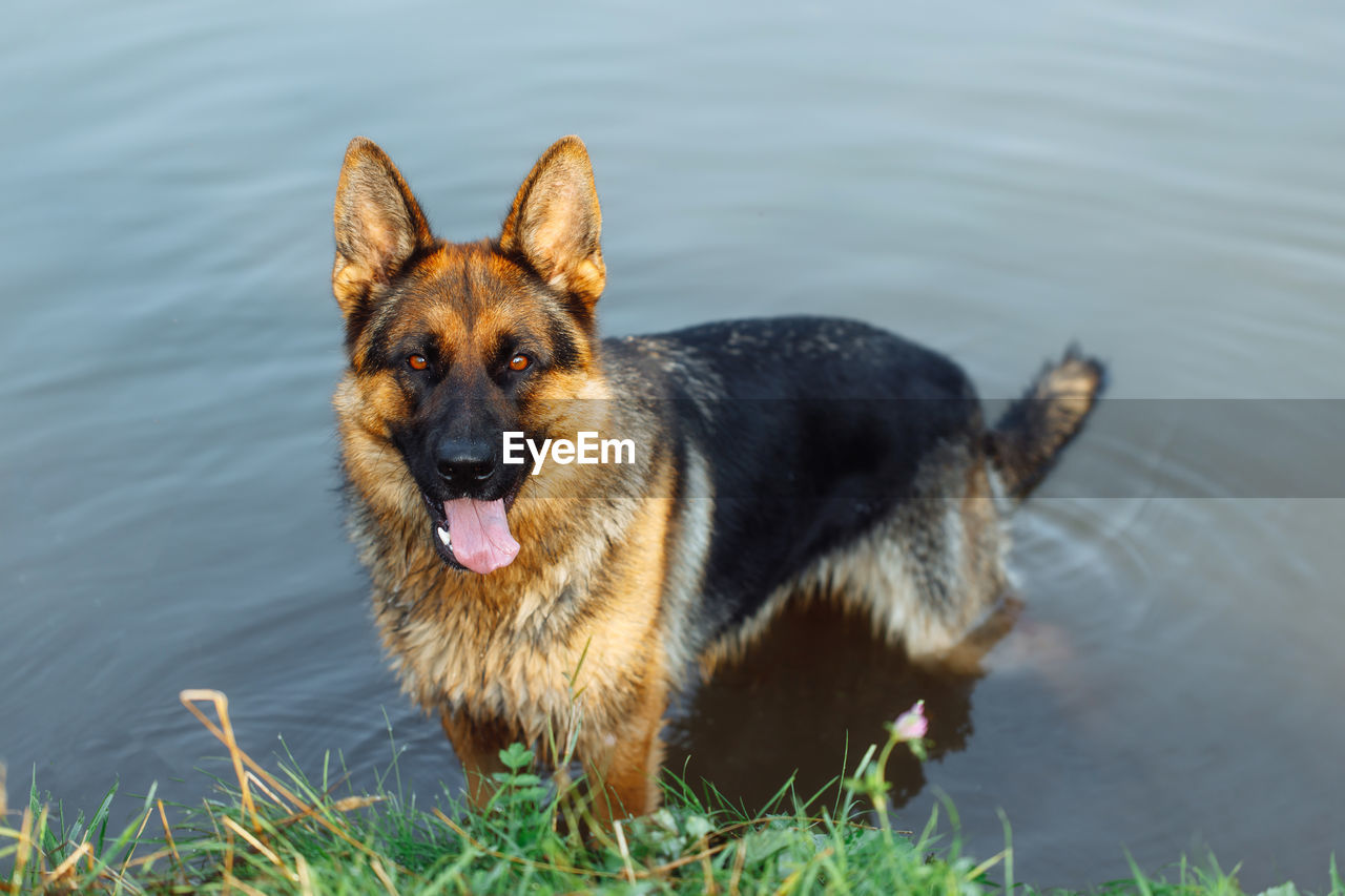 close-up of dog standing in water