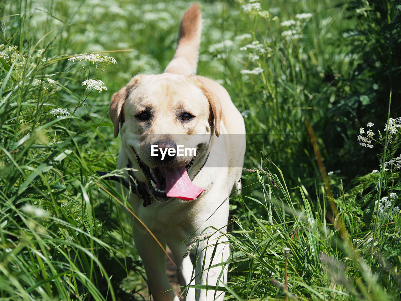 PORTRAIT OF A DOG ON LANDSCAPE