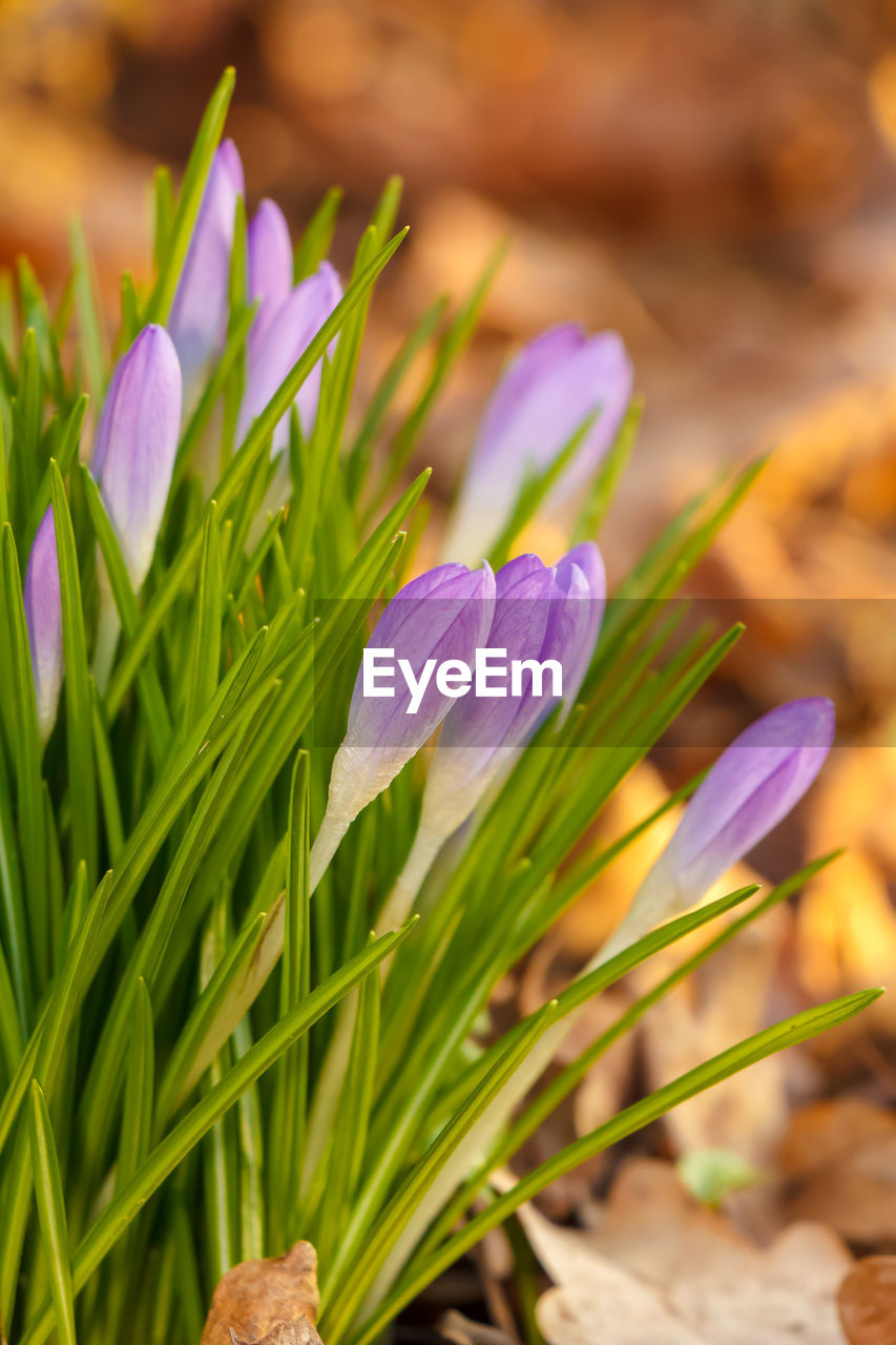 CLOSE-UP OF PURPLE IRIS