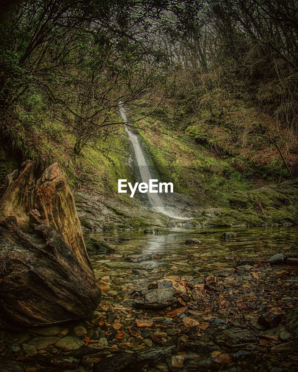 VIEW OF WATERFALL IN FOREST