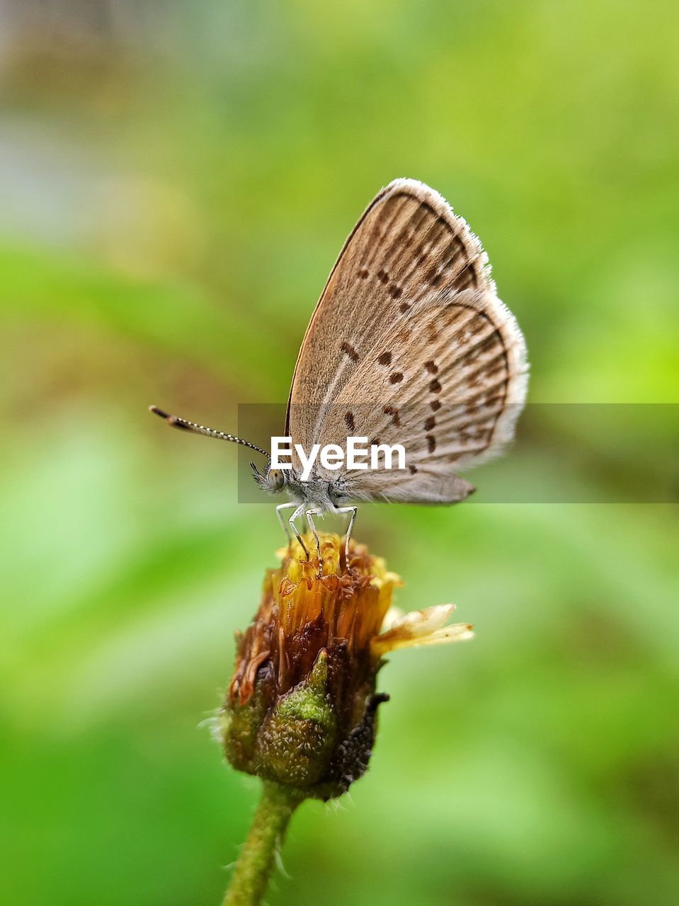 Close-up of butterfly pollinating on flower