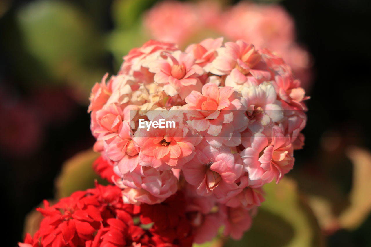 Uncommon succulent plant blooming in varied pink color, kalanchoe