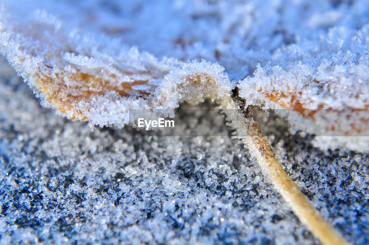 CLOSE-UP OF FROZEN PLANT