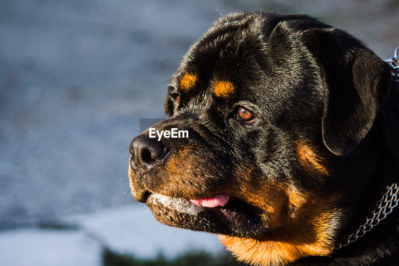 Close-up of a dog looking away