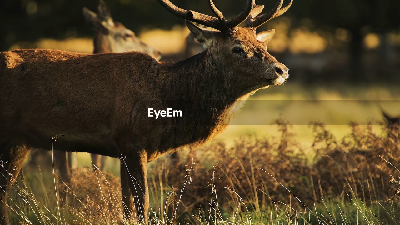 Deer standing on field