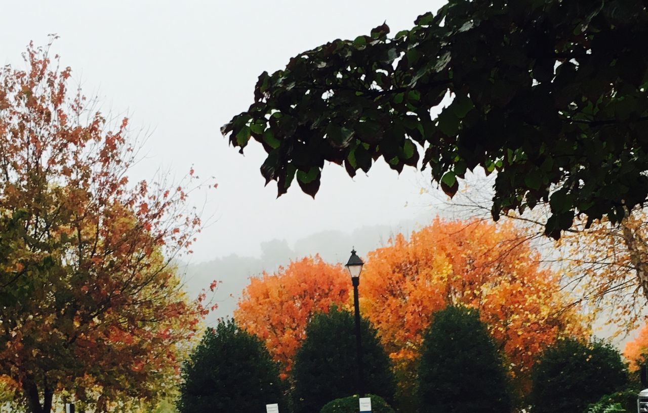 LOW ANGLE VIEW OF TREES AGAINST SKY DURING AUTUMN