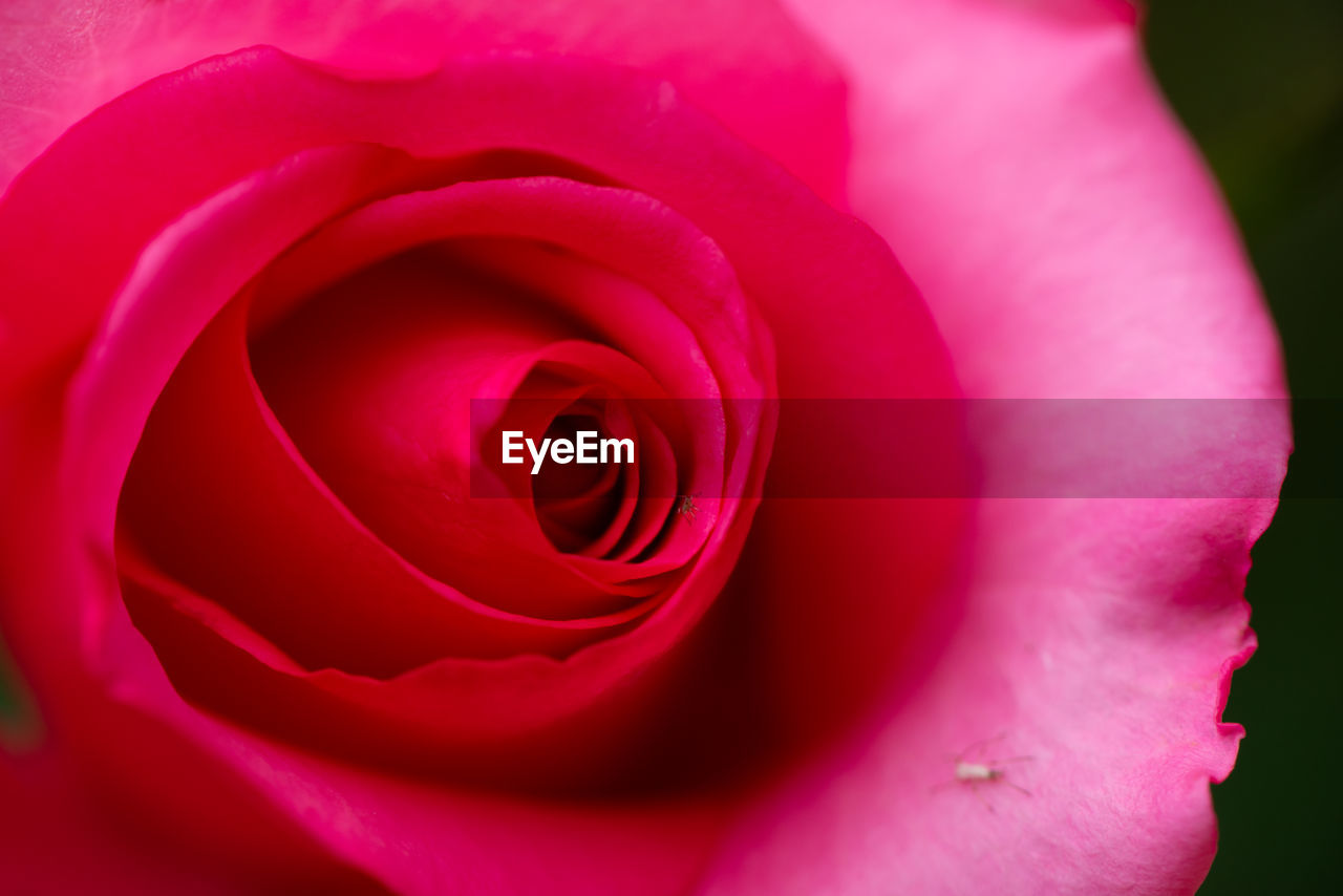 Close-up of pink rose